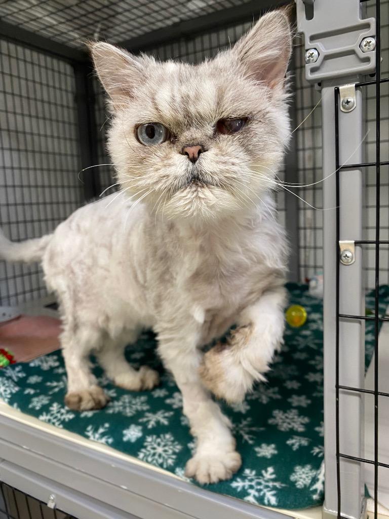 Long John Silver, Adoptable, Senior Male Persian.