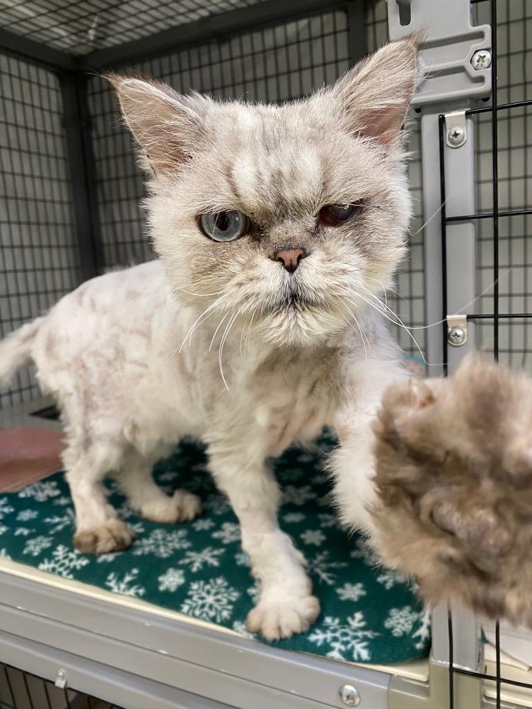 Long John Silver, a Adoptable Persian in Grants Pass, OR image 2/3
