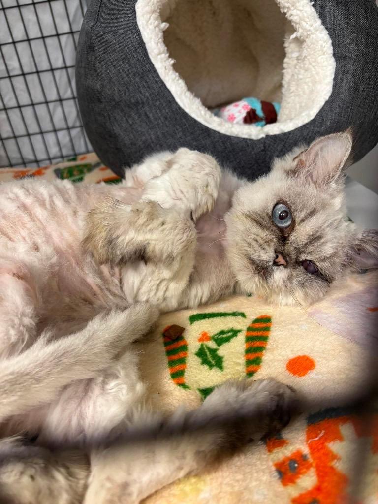 Long John Silver, a Adoptable Persian in Grants Pass, OR image 3/3