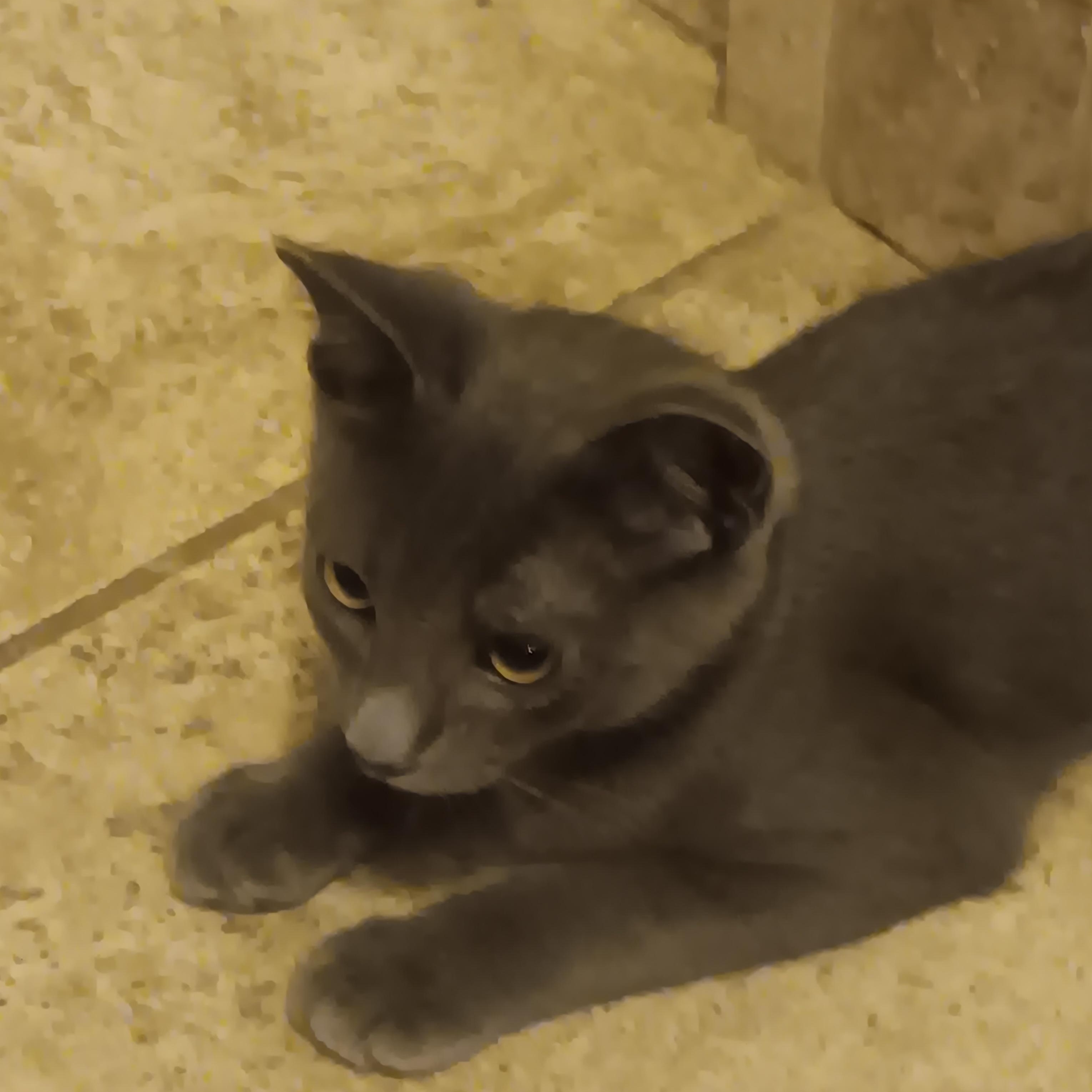 Enlarge Smokie, a ADOPTABLE American Shorthair in Laguna Beach, CA image 2/3