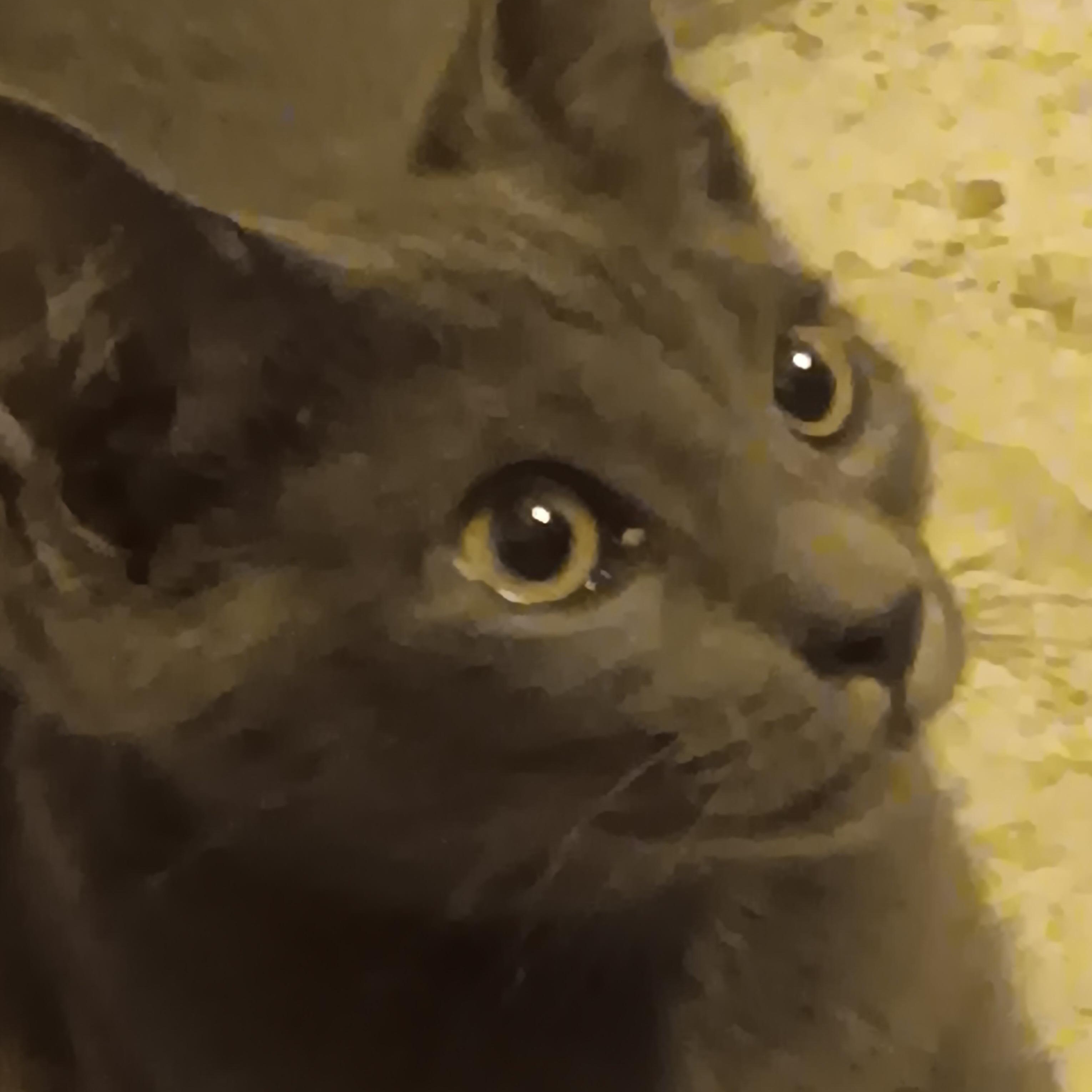 Enlarge Smokie, a ADOPTABLE American Shorthair in Laguna Beach, CA image 1/3