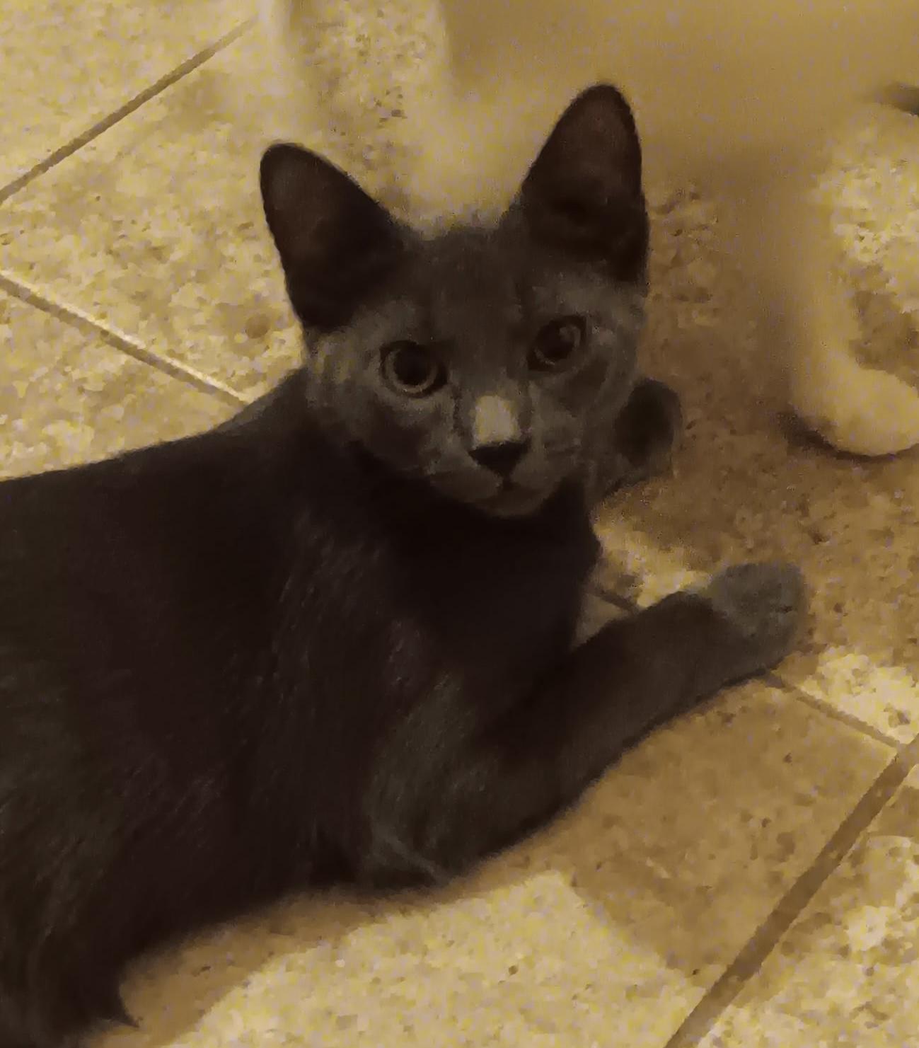 Smokie, ADOPTABLE, Kitten Male American Shorthair.