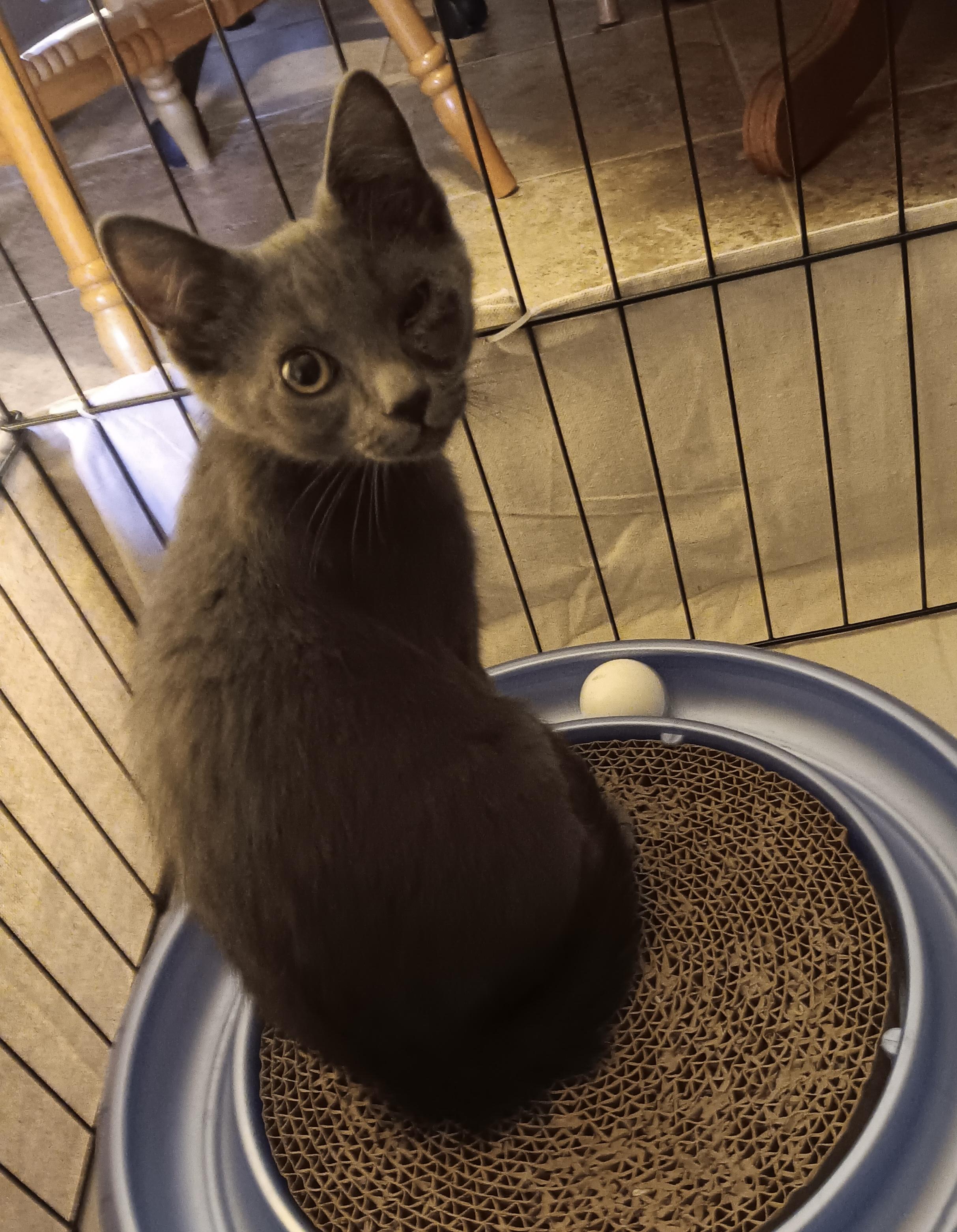 Enlarge Smokie, a ADOPTABLE American Shorthair in Laguna Beach, CA image 3/3