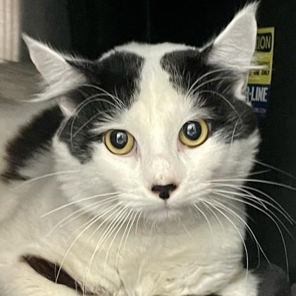 Cole, adopted, Adult Male Domestic Medium Hair.