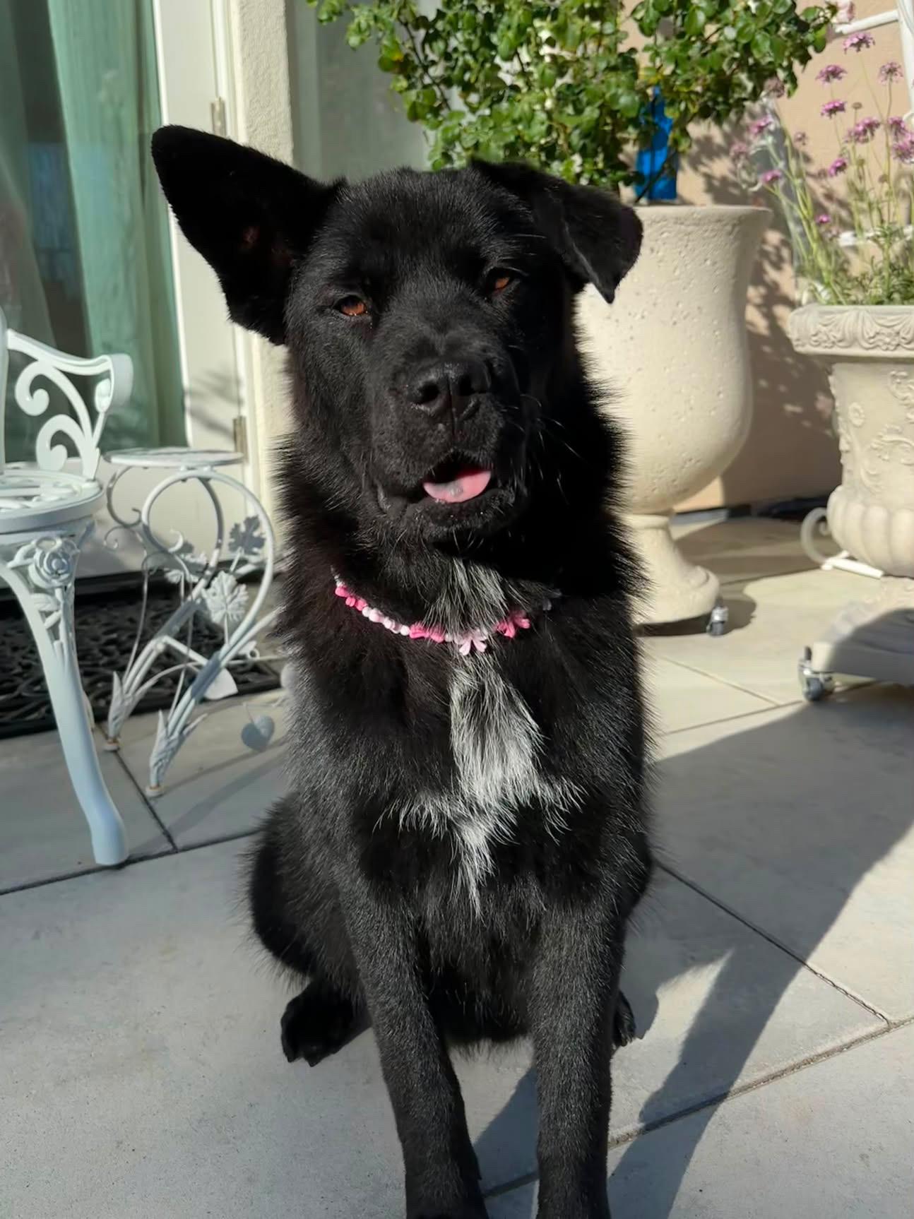 Enlarge Melody, a Adoptable mixed breed in Los Gatos, CA image 1/6