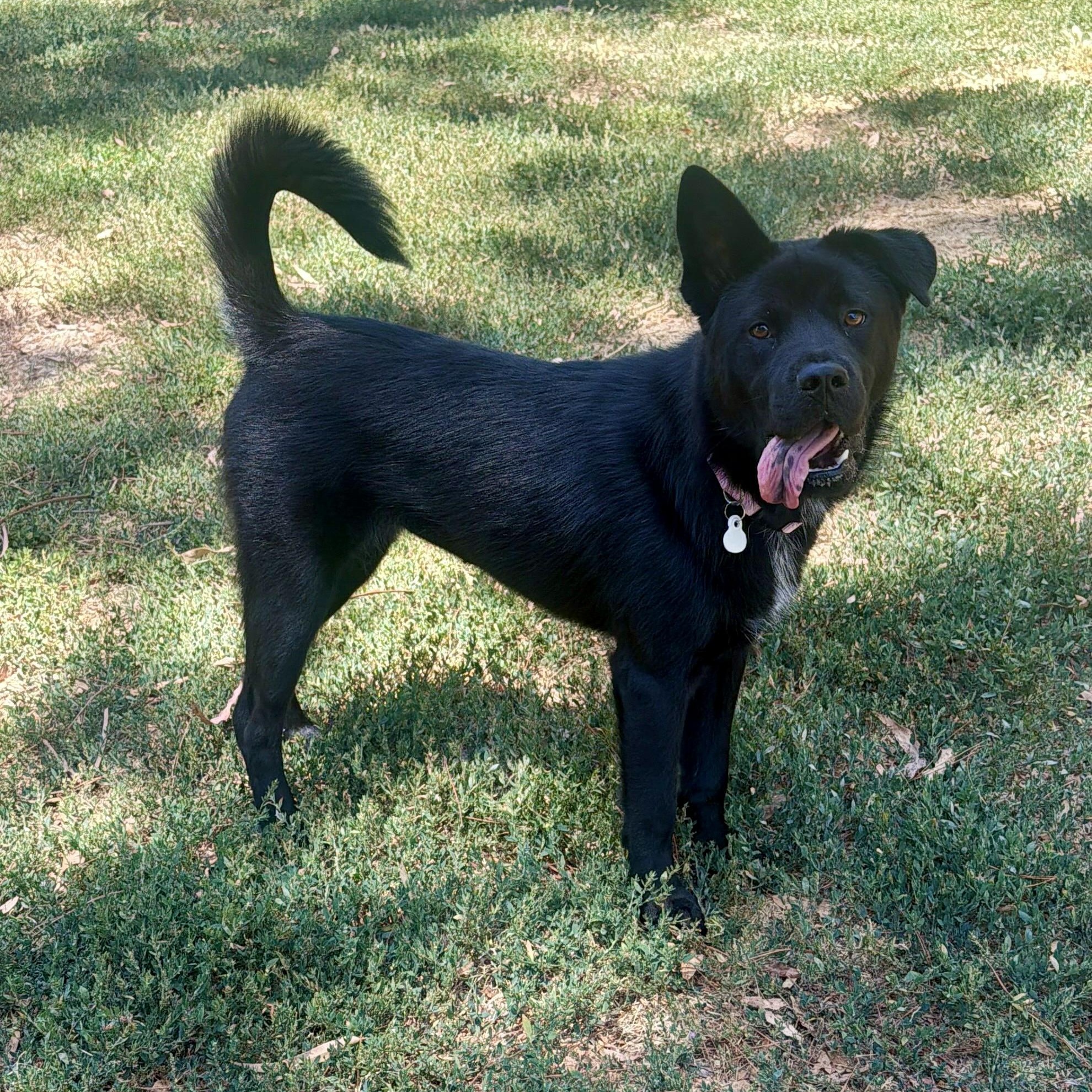 Enlarge Melody, a Adoptable mixed breed in Los Gatos, CA image 6/6