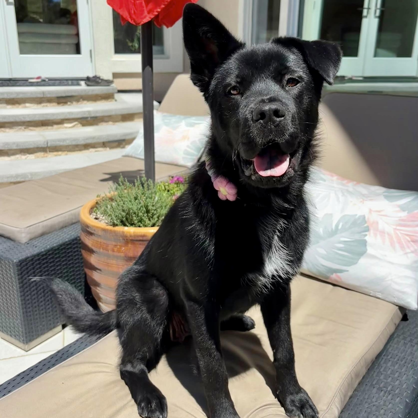 Enlarge Melody, a Adoptable mixed breed in Los Gatos, CA image 4/6
