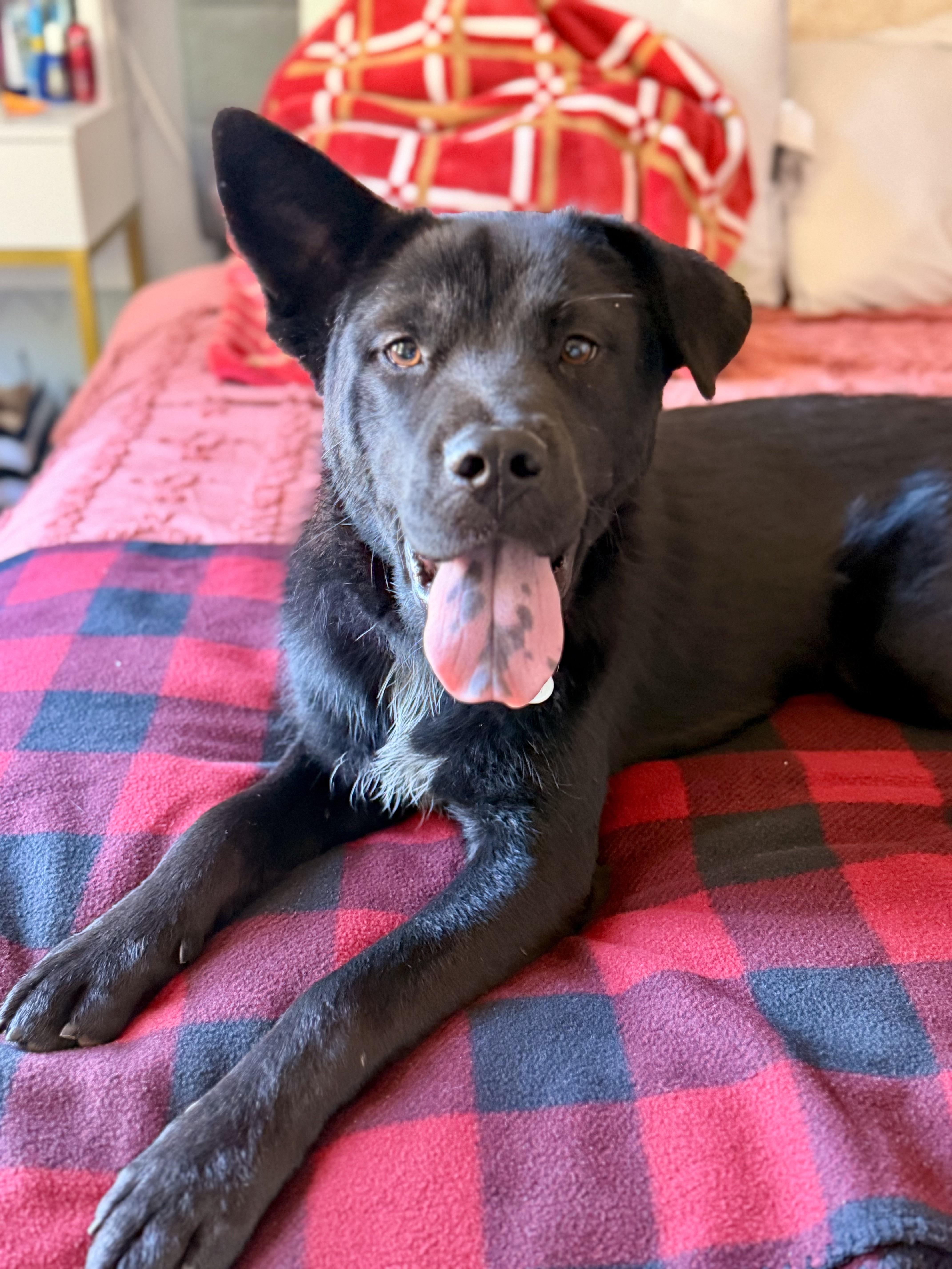 Enlarge Melody, a Adoptable mixed breed in Los Gatos, CA image 5/6