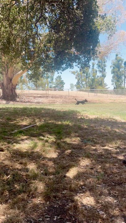 Enlarge Melody, a Adoptable mixed breed in Los Gatos, CA video 3/6