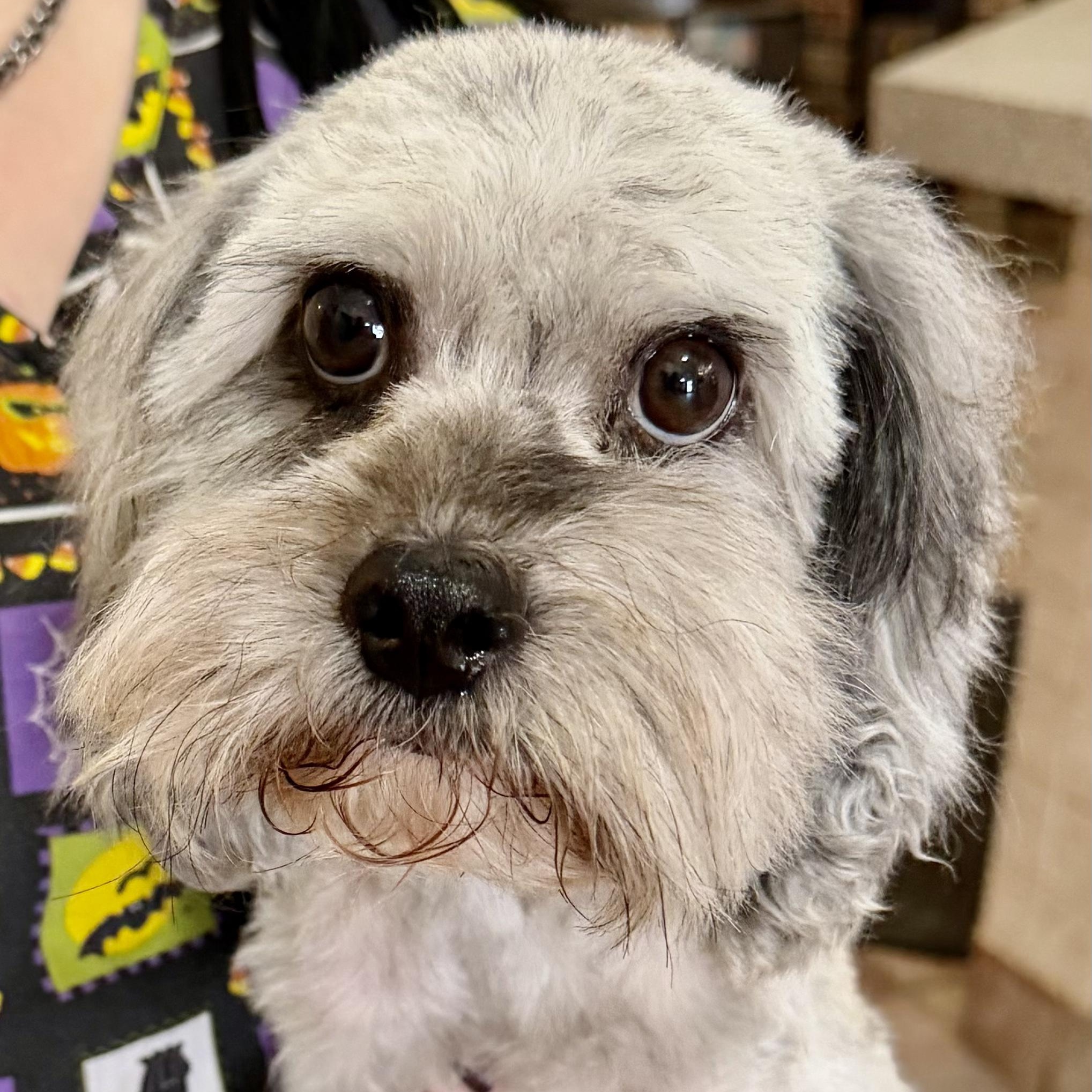 Enlarge Kai Turner, a Adoptable Cavapoo in Plano, TX image 3/5