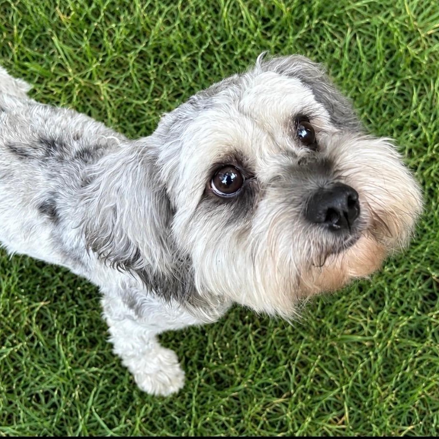 Kai Turner, Adoptable, Adult Male Cavapoo.