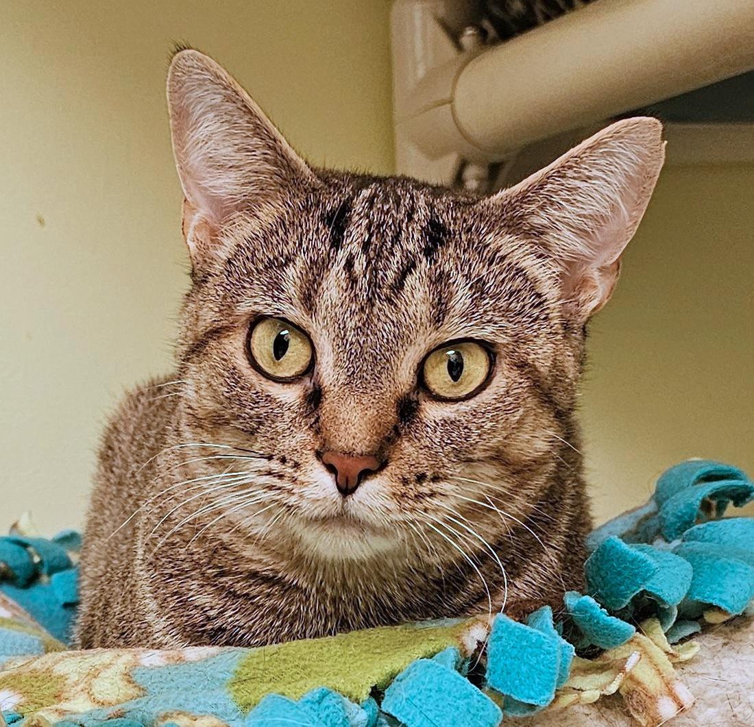 Sally 4788C, Adoptable, Adult Female Domestic Short Hair.