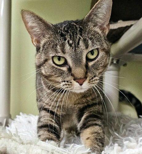 Sally 4788C, Adoptable, Adult Female Domestic Short Hair.