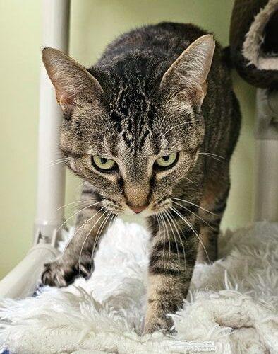Enlarge Sally 4788C, a Adoptable Domestic Short Hair in Frankfort, KY image 2/5