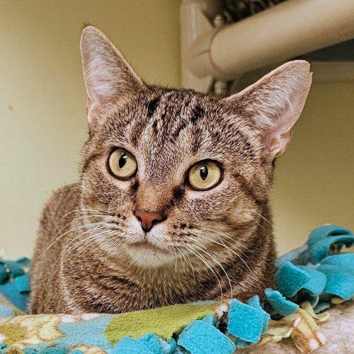 Enlarge Sally 4788C, a Adoptable Domestic Short Hair in Frankfort, KY image 2/5