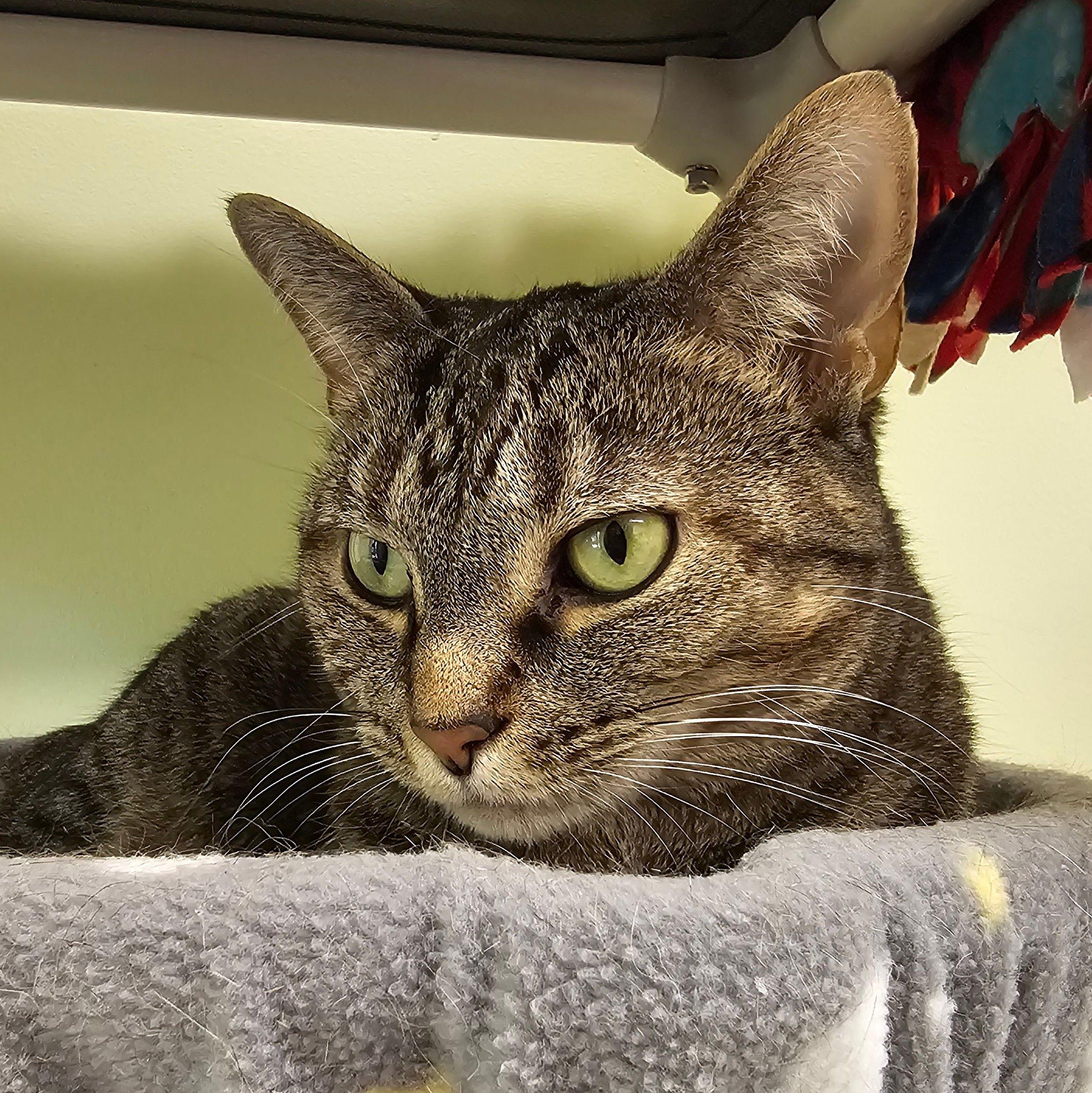 Enlarge Sally 4788C, a Adoptable Domestic Short Hair in Frankfort, KY image 3/5