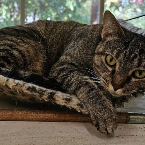 Enlarge Sally 4788C, a Adoptable Domestic Short Hair in Frankfort, KY image 3/5