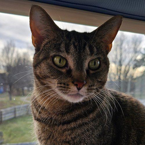 Enlarge Sally 4788C, a Adoptable Domestic Short Hair in Frankfort, KY image 4/5