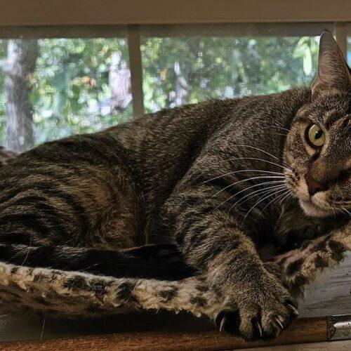 Enlarge Sally 4788C, a Adoptable Domestic Short Hair in Frankfort, KY image 4/5