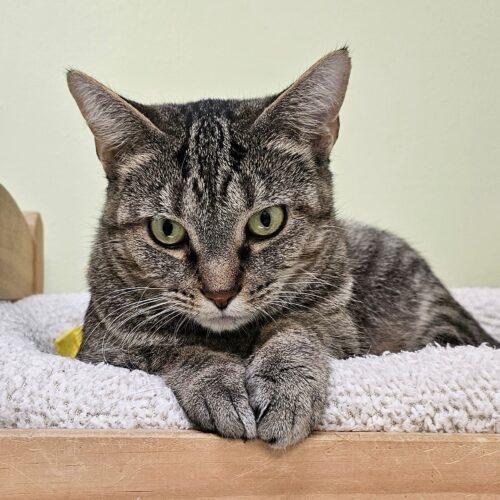 Enlarge Sally 4788C, a Adoptable Domestic Short Hair in Frankfort, KY image 5/5