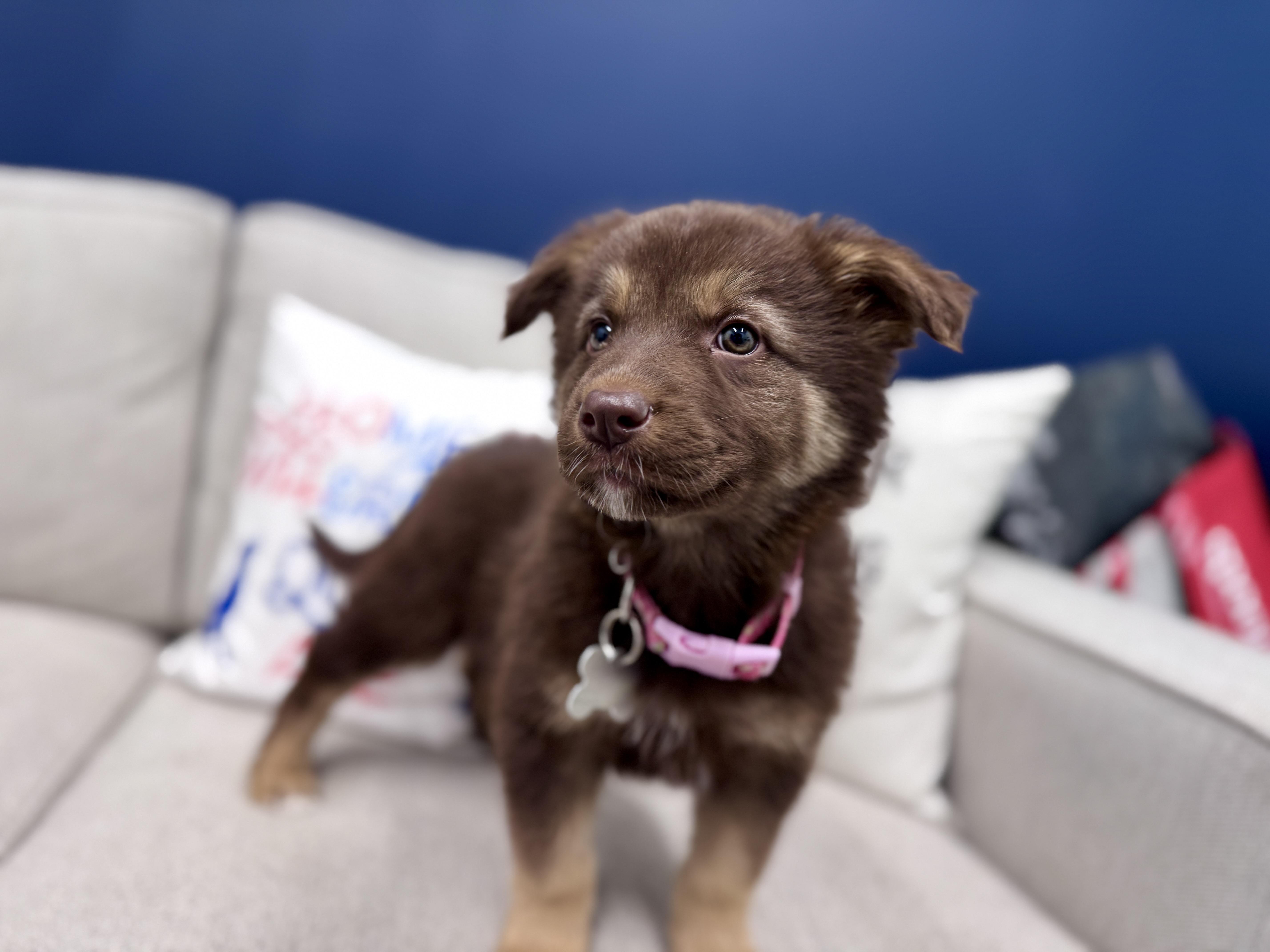 Enlarge Kadi, an adoptable mixed breed in Palatine, IL image 3/6