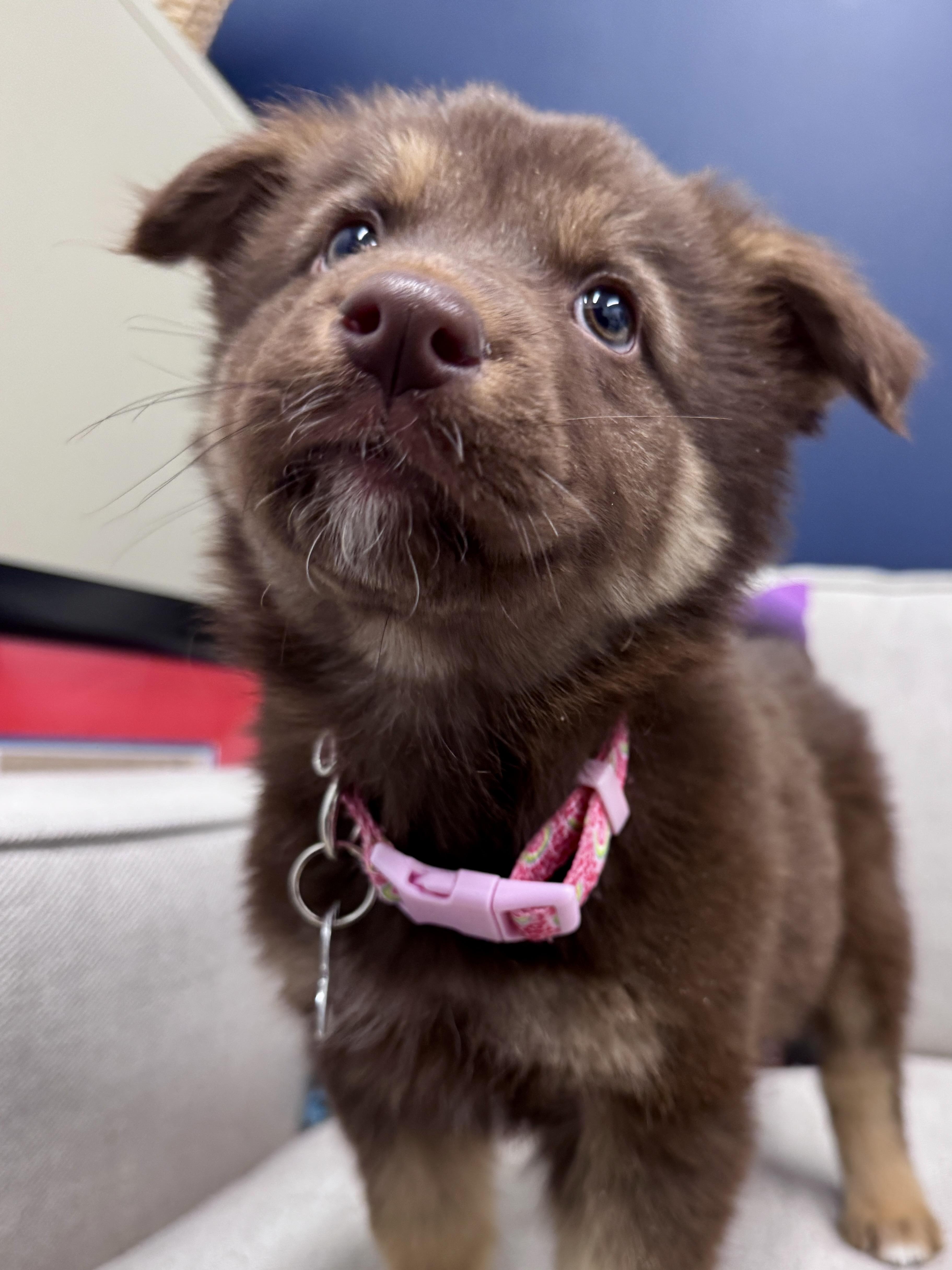 Enlarge Kadi, an adoptable mixed breed in Palatine, IL image 5/6