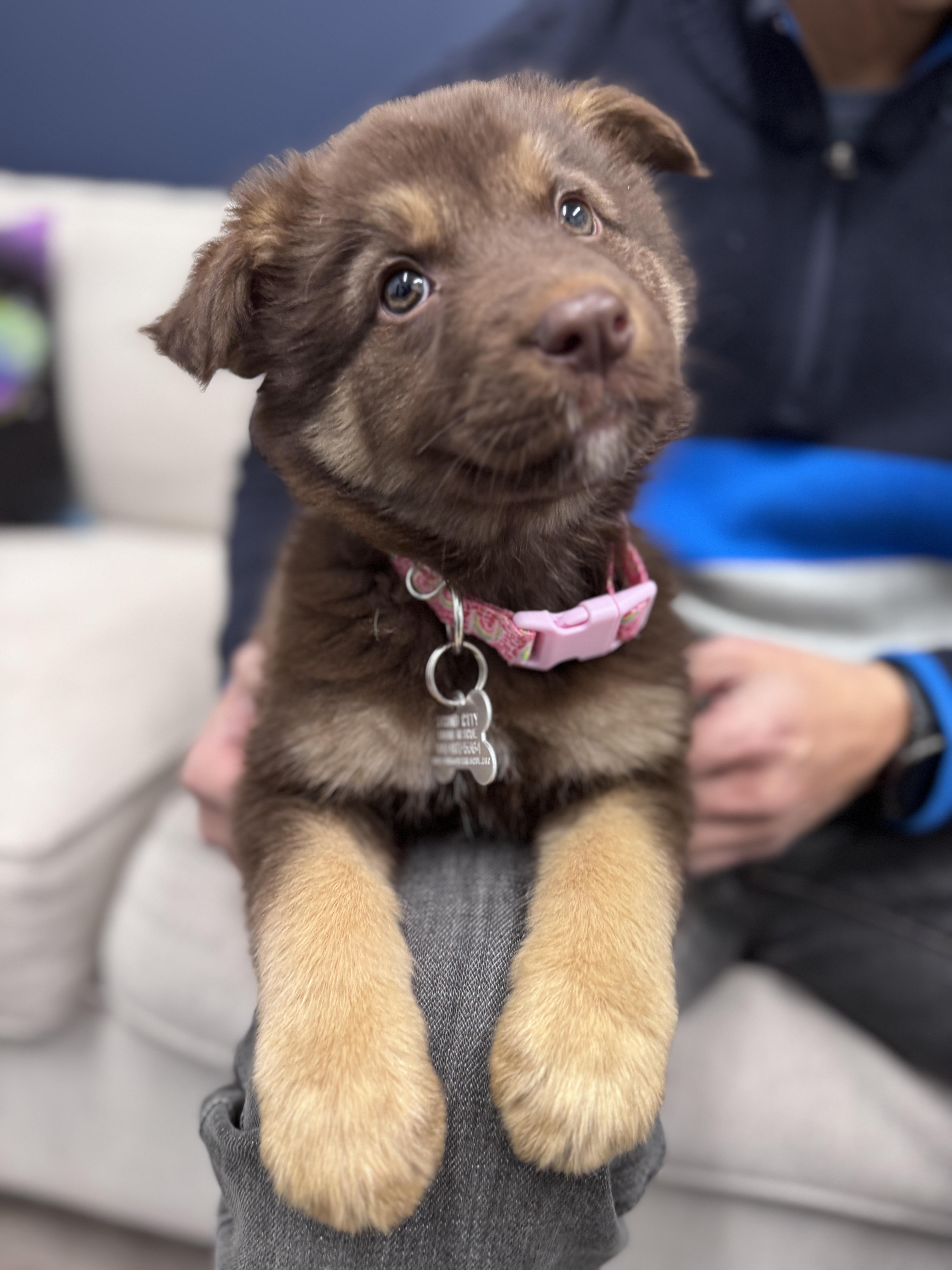 Enlarge Kadi, an adoptable mixed breed in Palatine, IL image 2/6