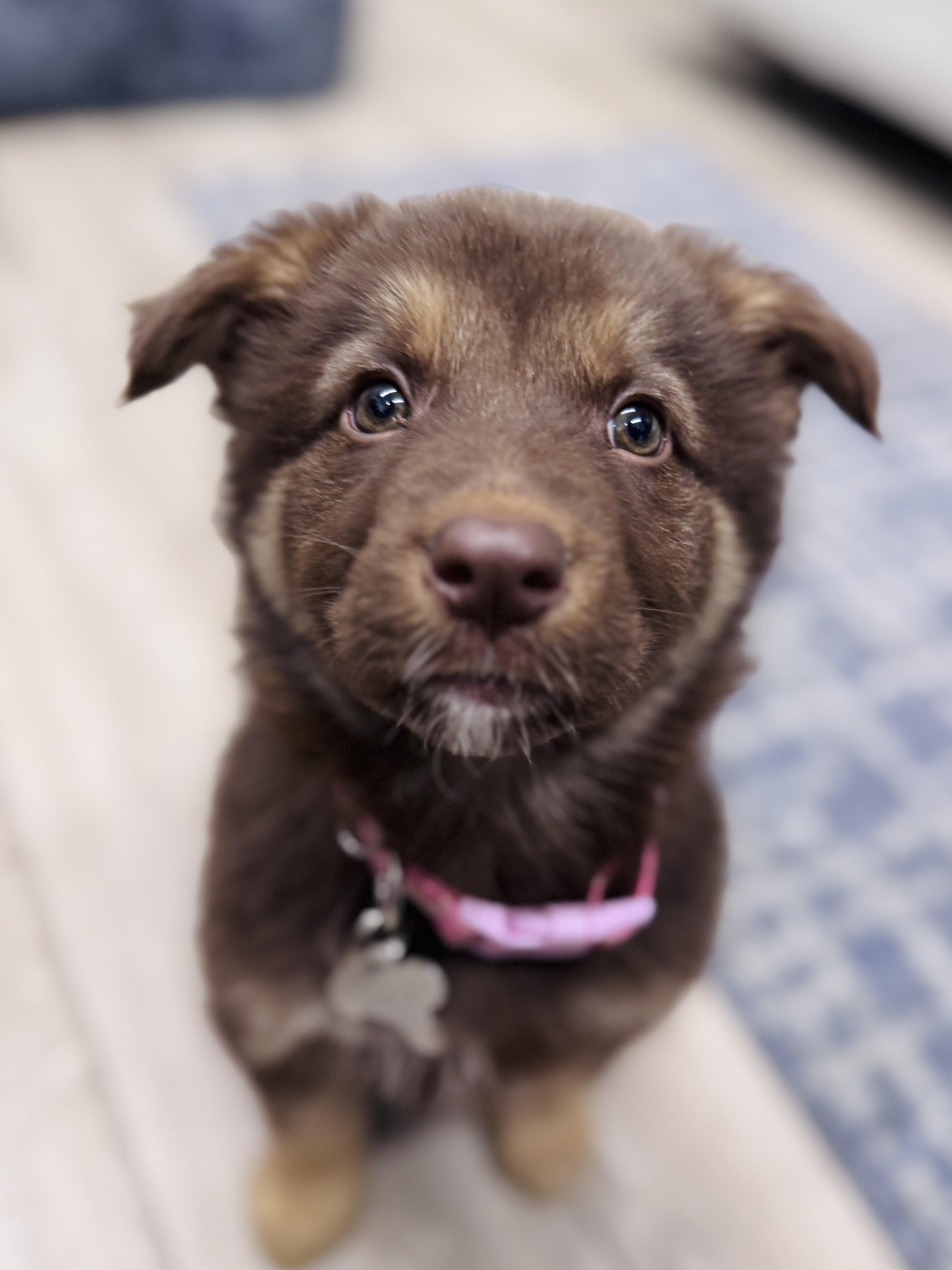 Enlarge Kadi, an adoptable mixed breed in Palatine, IL image 4/6