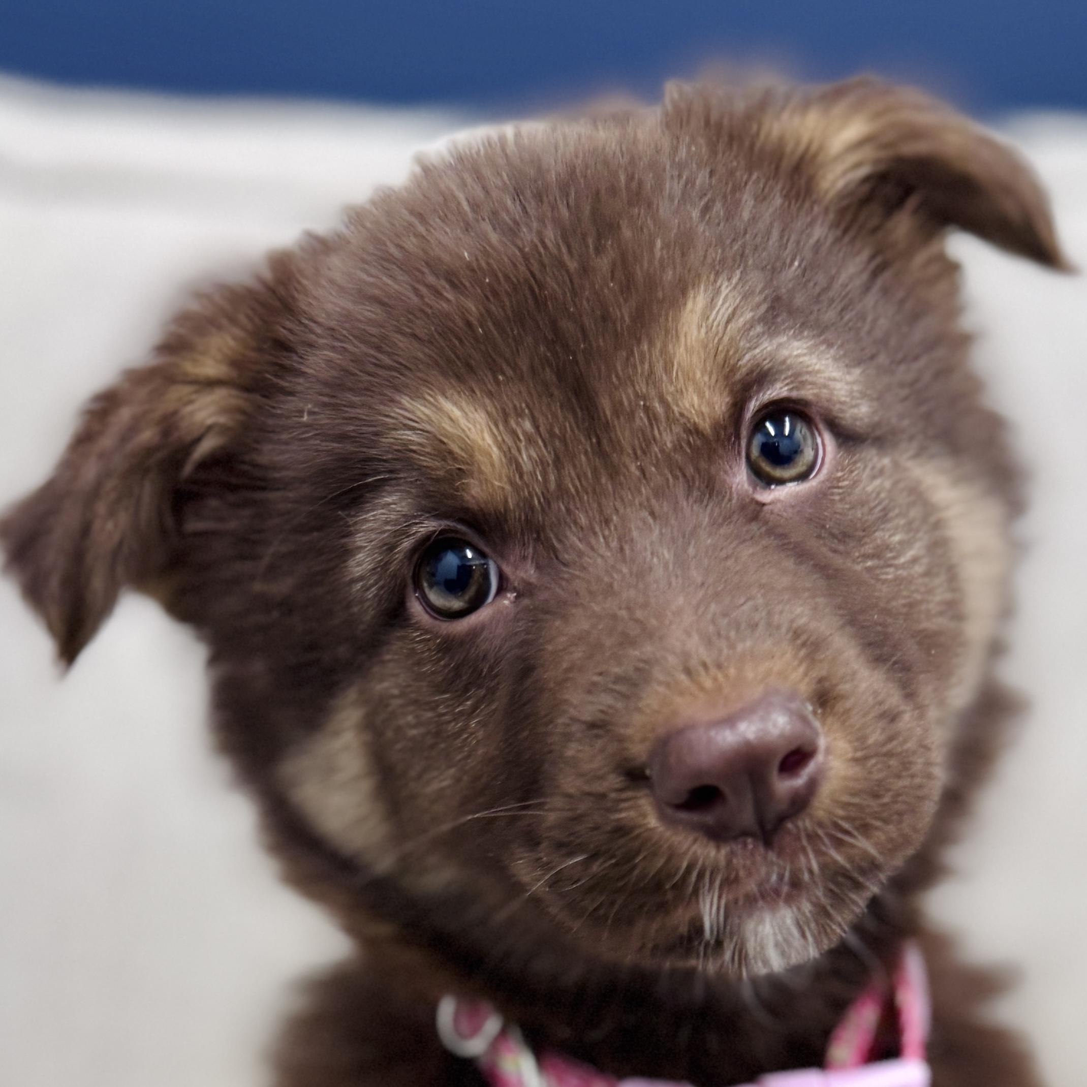 Enlarge Kadi, an adoptable mixed breed in Palatine, IL image 1/6