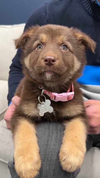 Enlarge Kadi, an adoptable mixed breed in Palatine, IL video 6/6