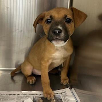 Enlarge Lois, a Adoptable Mixed Breed in Knoxville, TN image 1/1