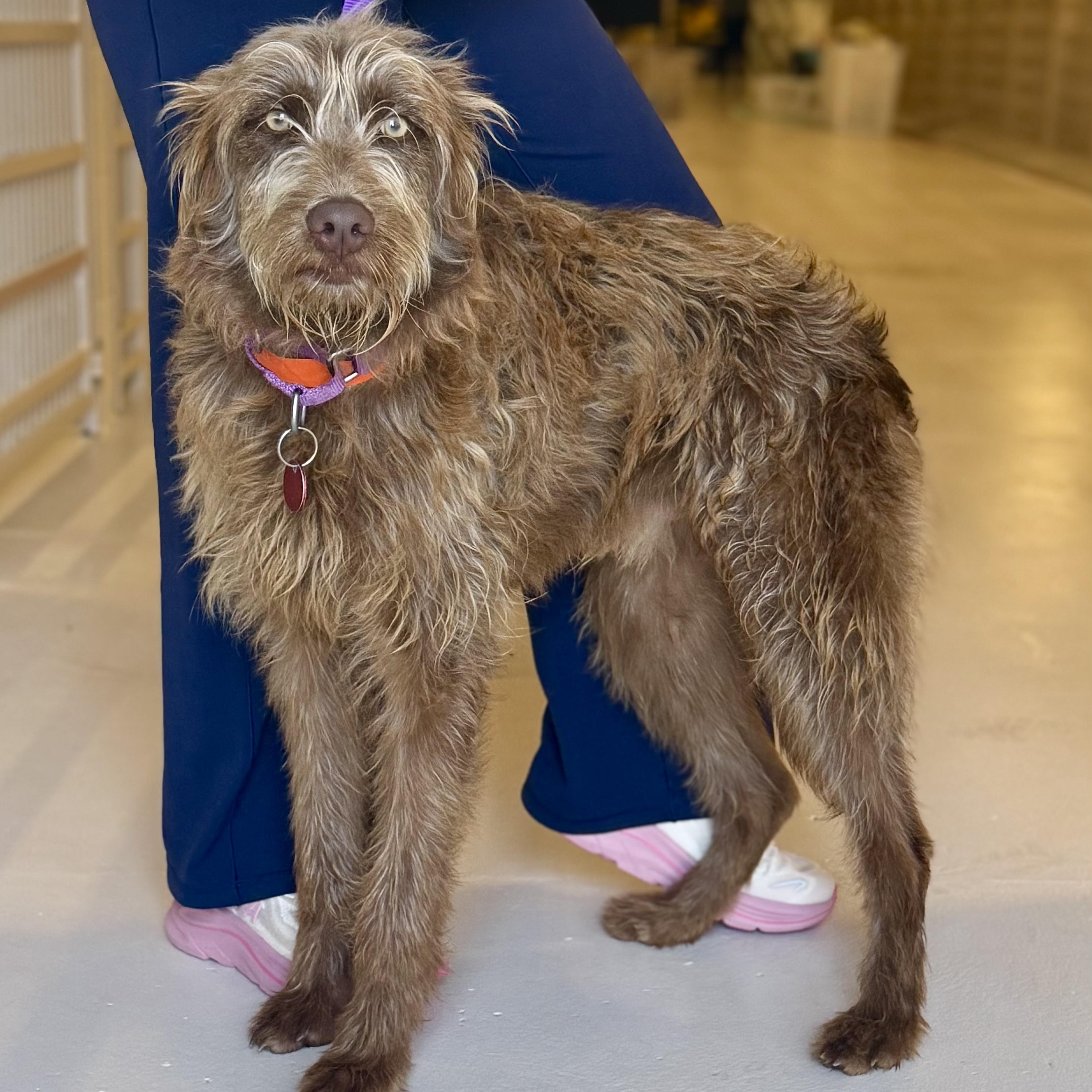 Widget, adoptable, Young Female Wirehaired Terrier & Schnauzer.