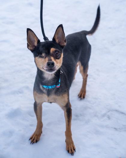 Taco, Adoptable, Adult Male Doberman Pinscher & Mixed Breed.