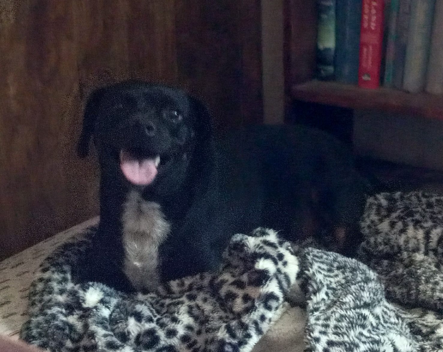 Enlarge Sinbad, a Adoptable mixed breed in Seguin, TX image 1/6