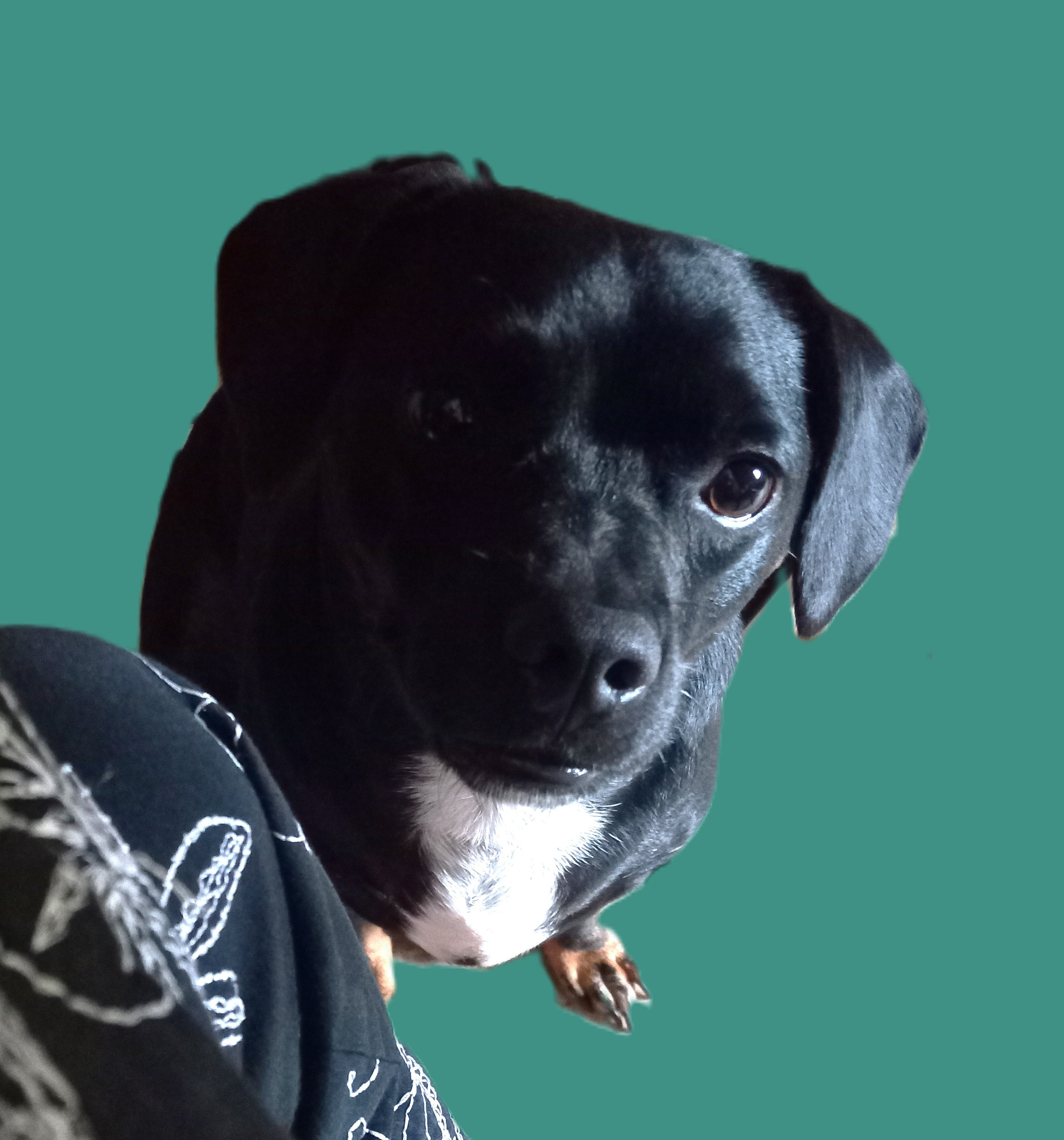 Enlarge Sinbad, a Adoptable mixed breed in Seguin, TX image 5/6