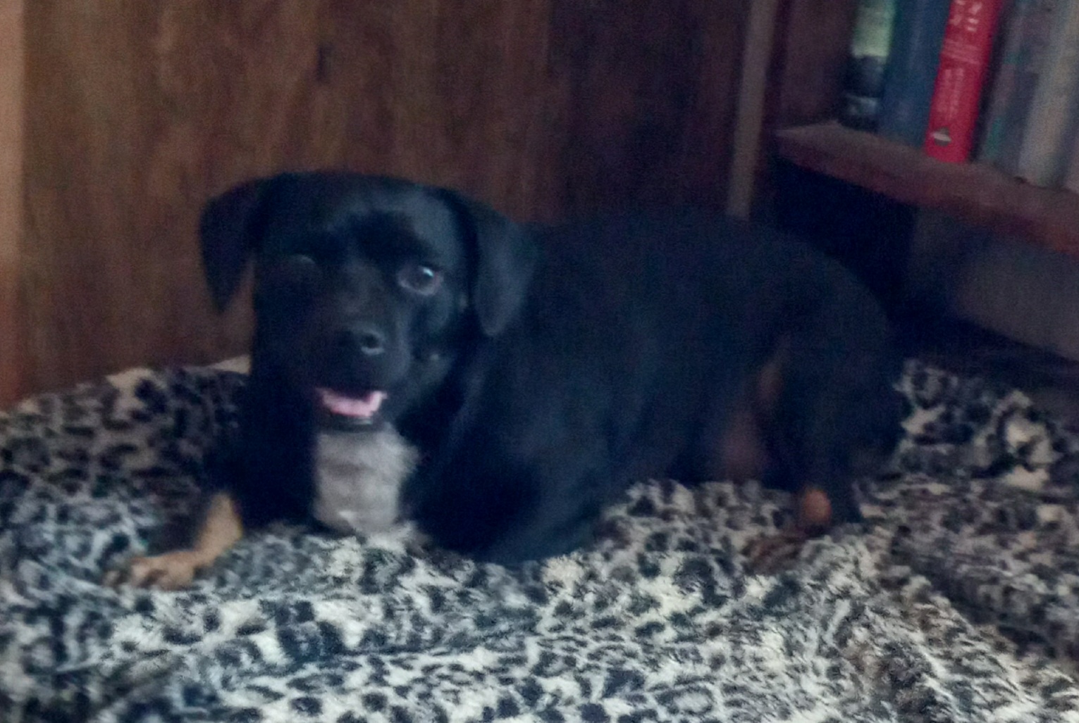 Enlarge Sinbad, a Adoptable mixed breed in Seguin, TX image 6/6