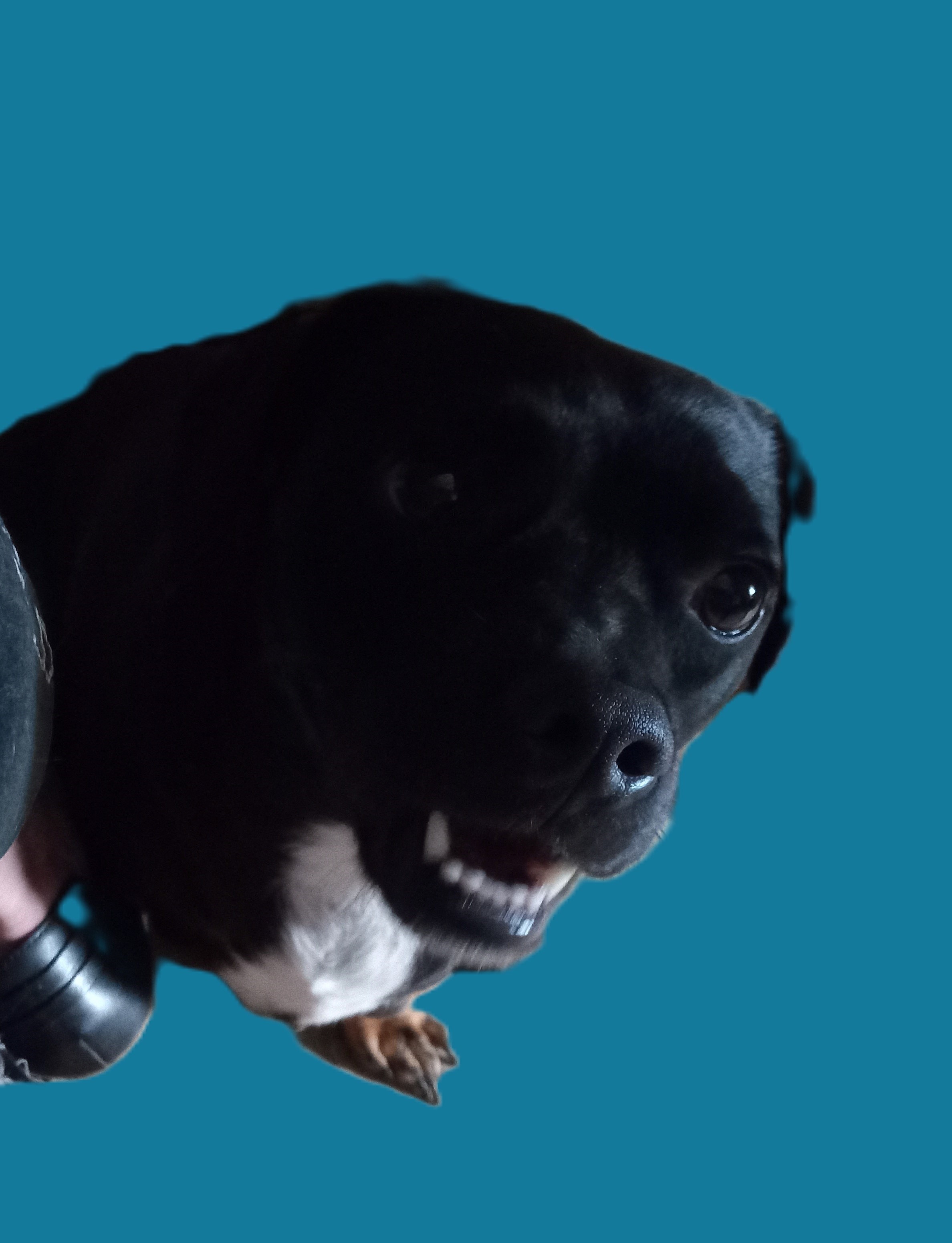 Enlarge Sinbad, a Adoptable mixed breed in Seguin, TX image 4/6