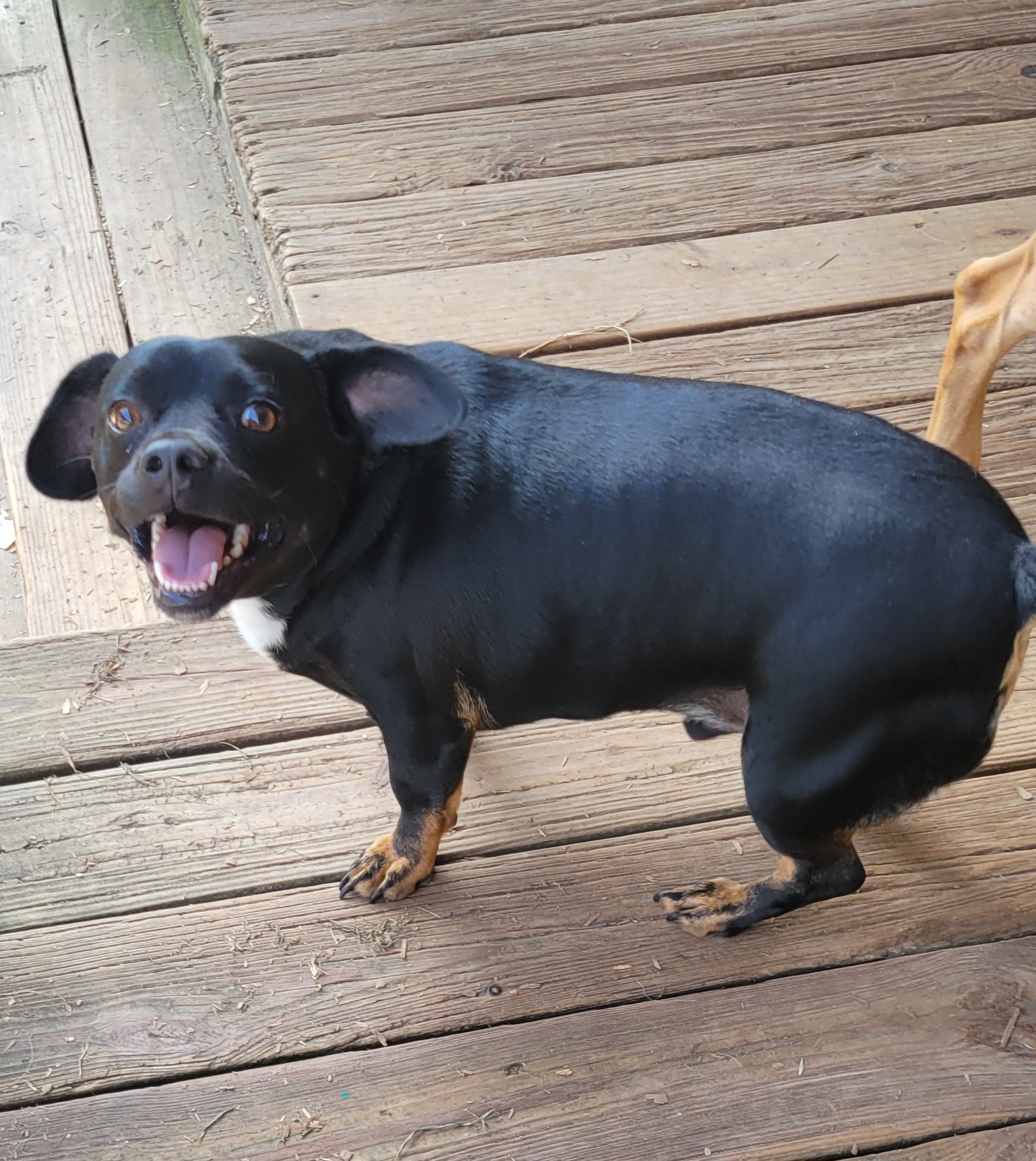 Enlarge Sinbad, a Adoptable mixed breed in Seguin, TX image 2/6