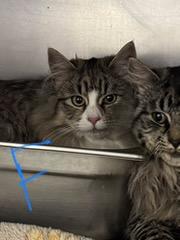 Limon, Adoptable, Young Female Domestic Long Hair & Domestic Short Hair.