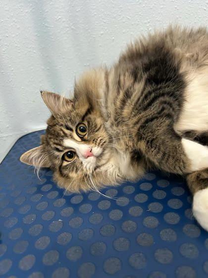 Limon, a Adoptable mixed breed in Moses Lake, WA image 2/2