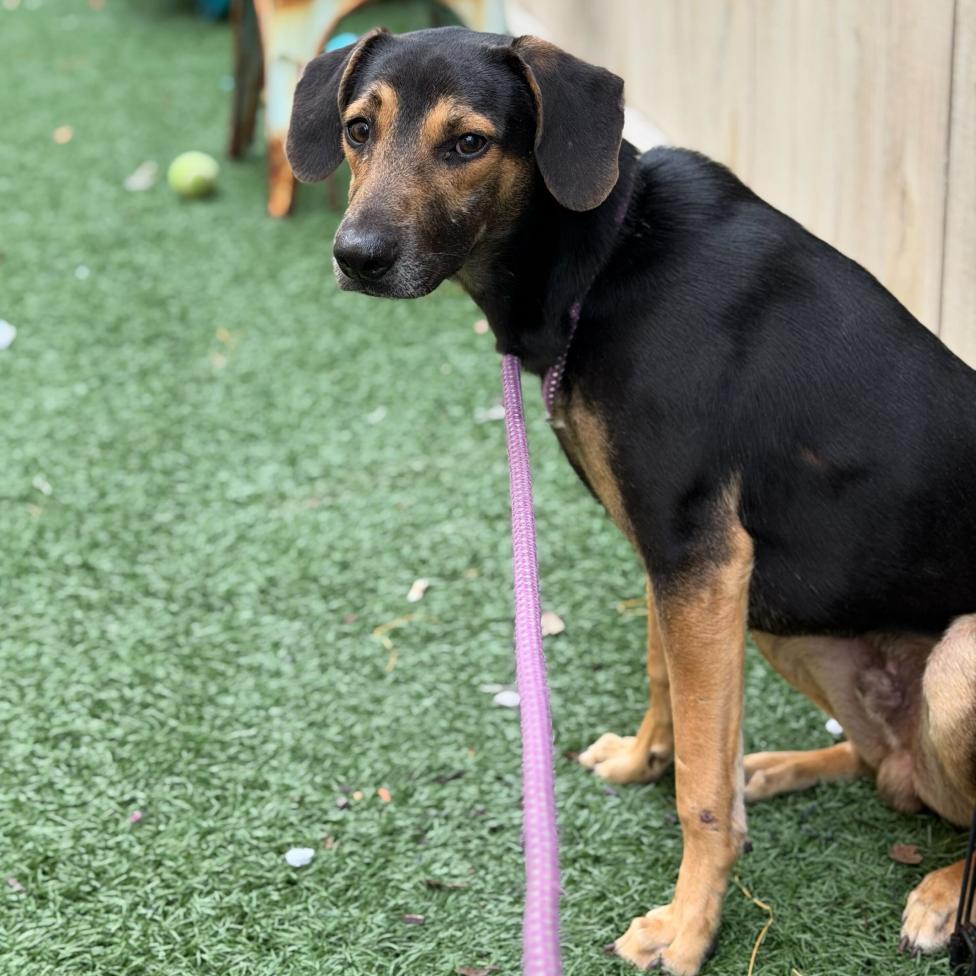 Ricky, Adoptable, Adult Male Black and Tan Coonhound.