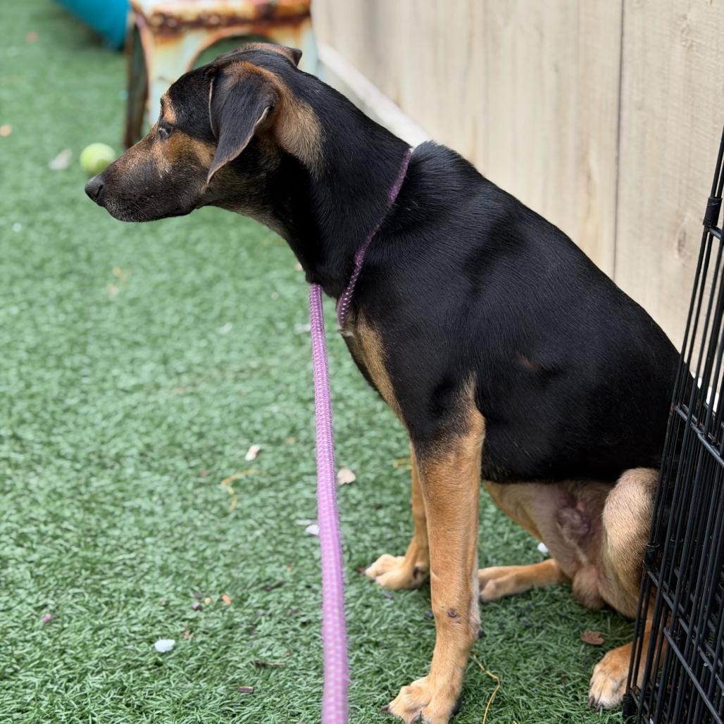 Enlarge Ricky, a Adoptable Black and Tan Coonhound in New Orleans, LA image 2/6