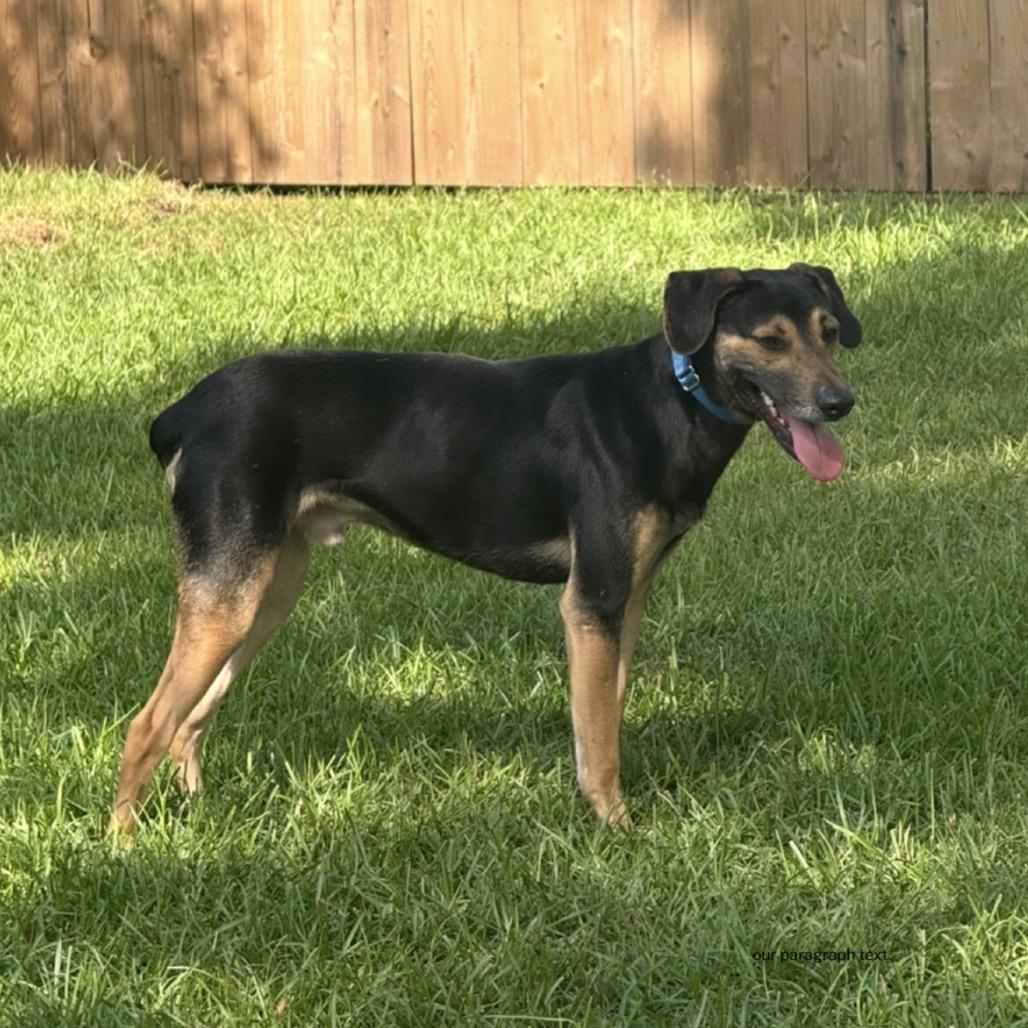 Enlarge Ricky, a Adoptable Black and Tan Coonhound in New Orleans, LA image 5/6