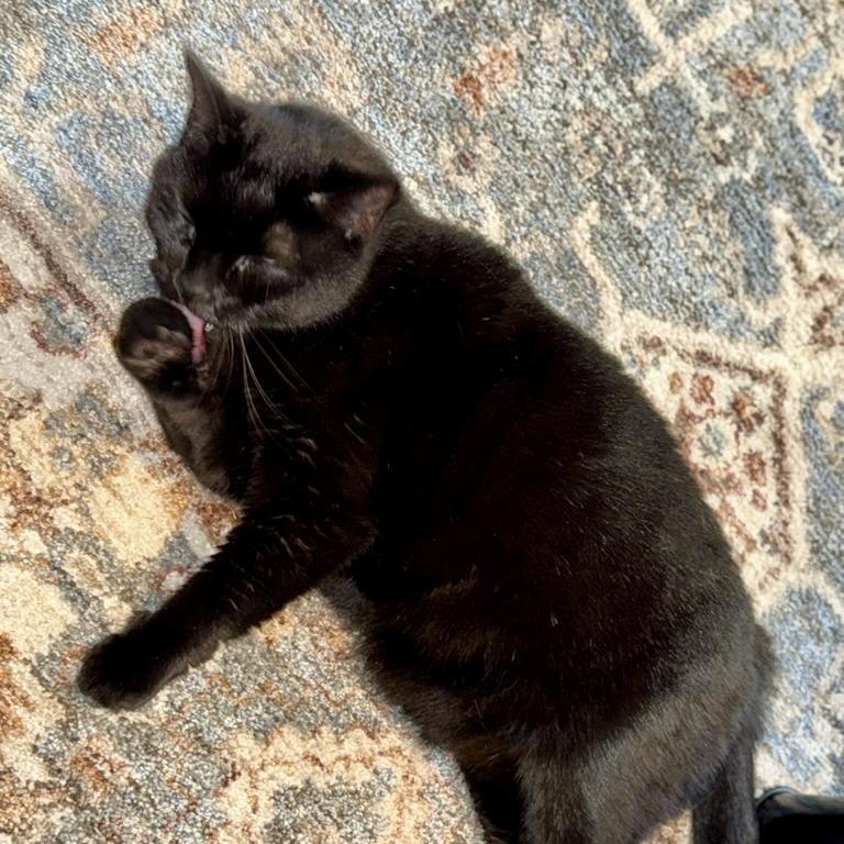 Looney Tunes, Adoptable, Senior Female Domestic Short Hair.