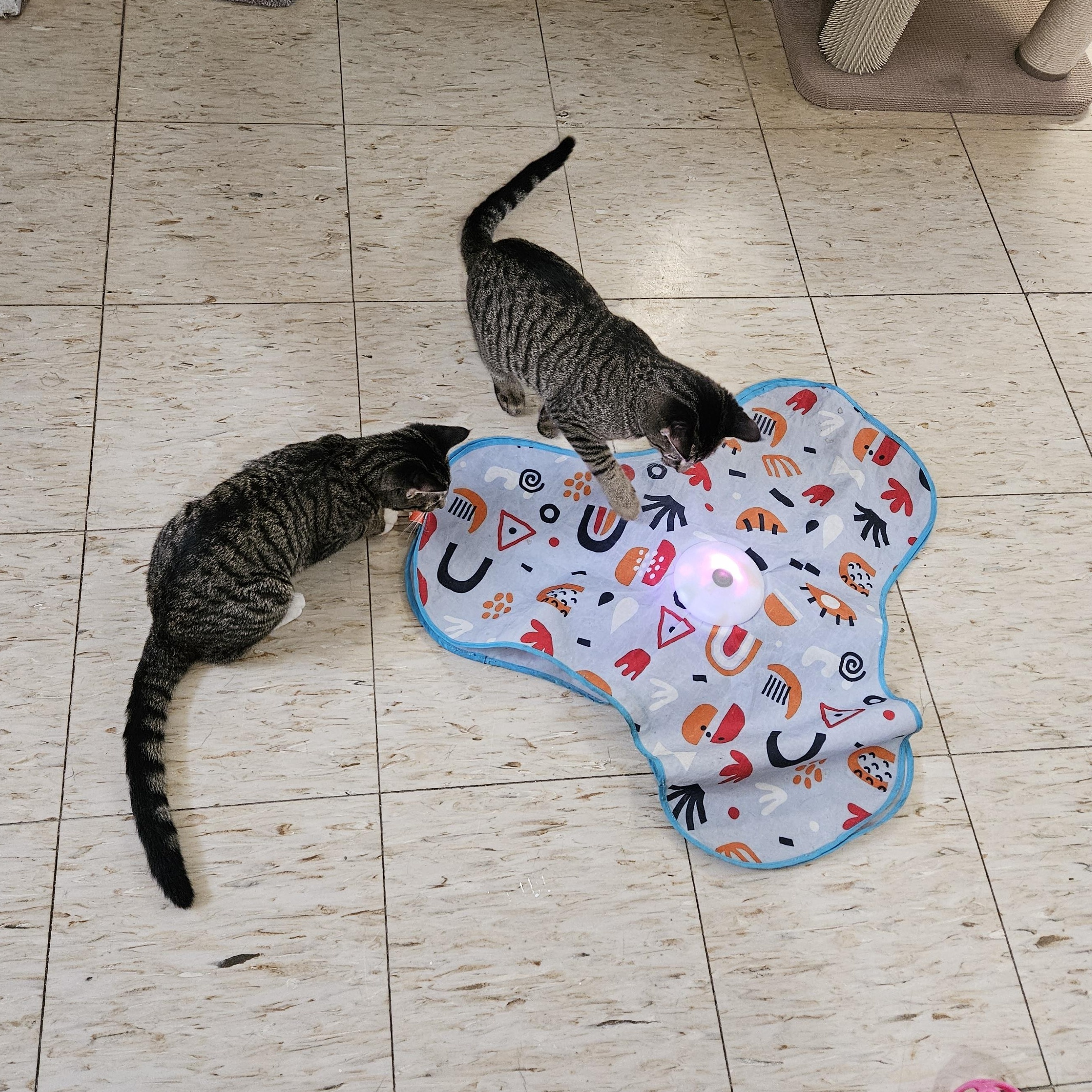 Irina and Roderika, a ADOPTABLE Domestic Short Hair in Melbourne, FL image 2/3