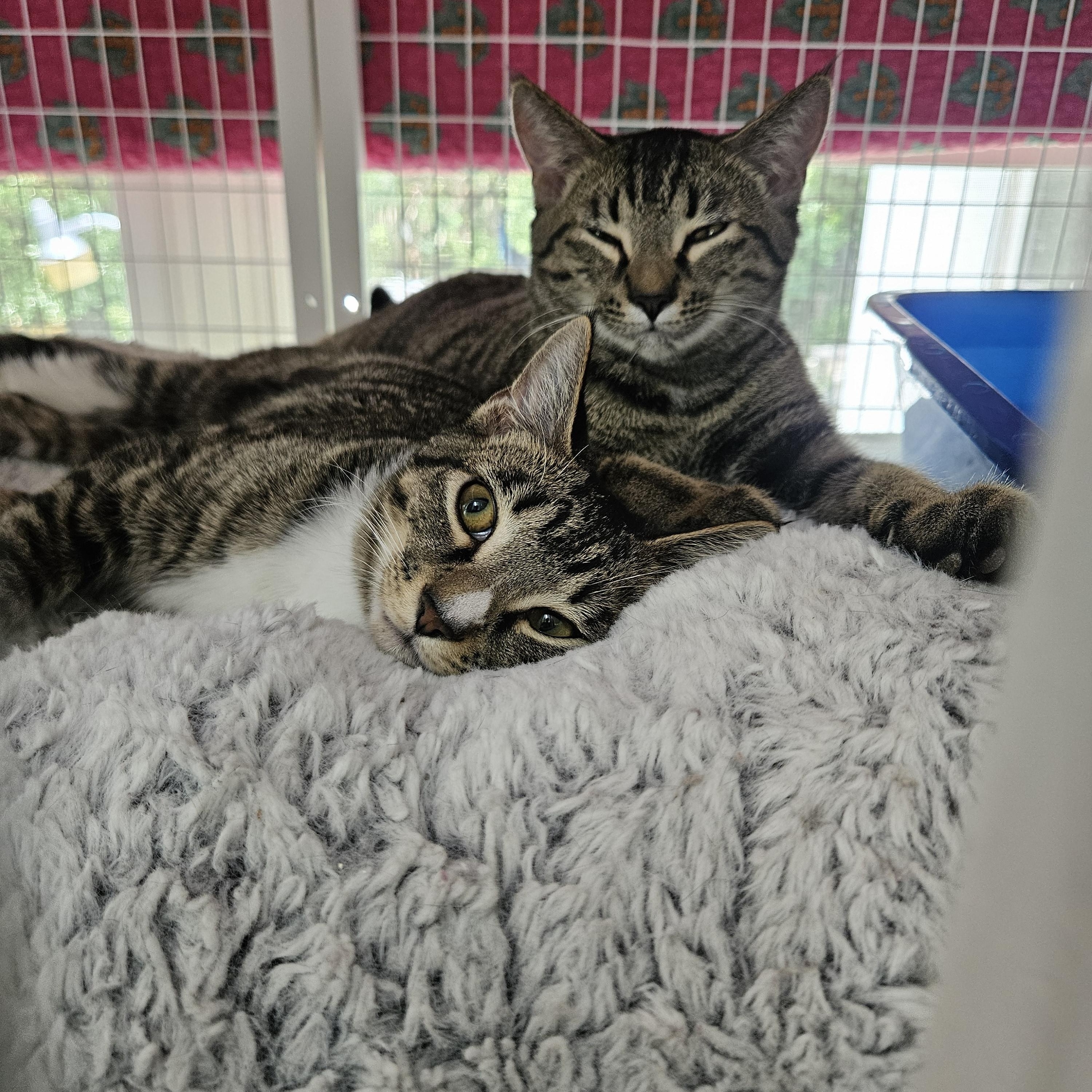 Irina and Roderika, a ADOPTABLE Domestic Short Hair in Melbourne, FL image 3/3