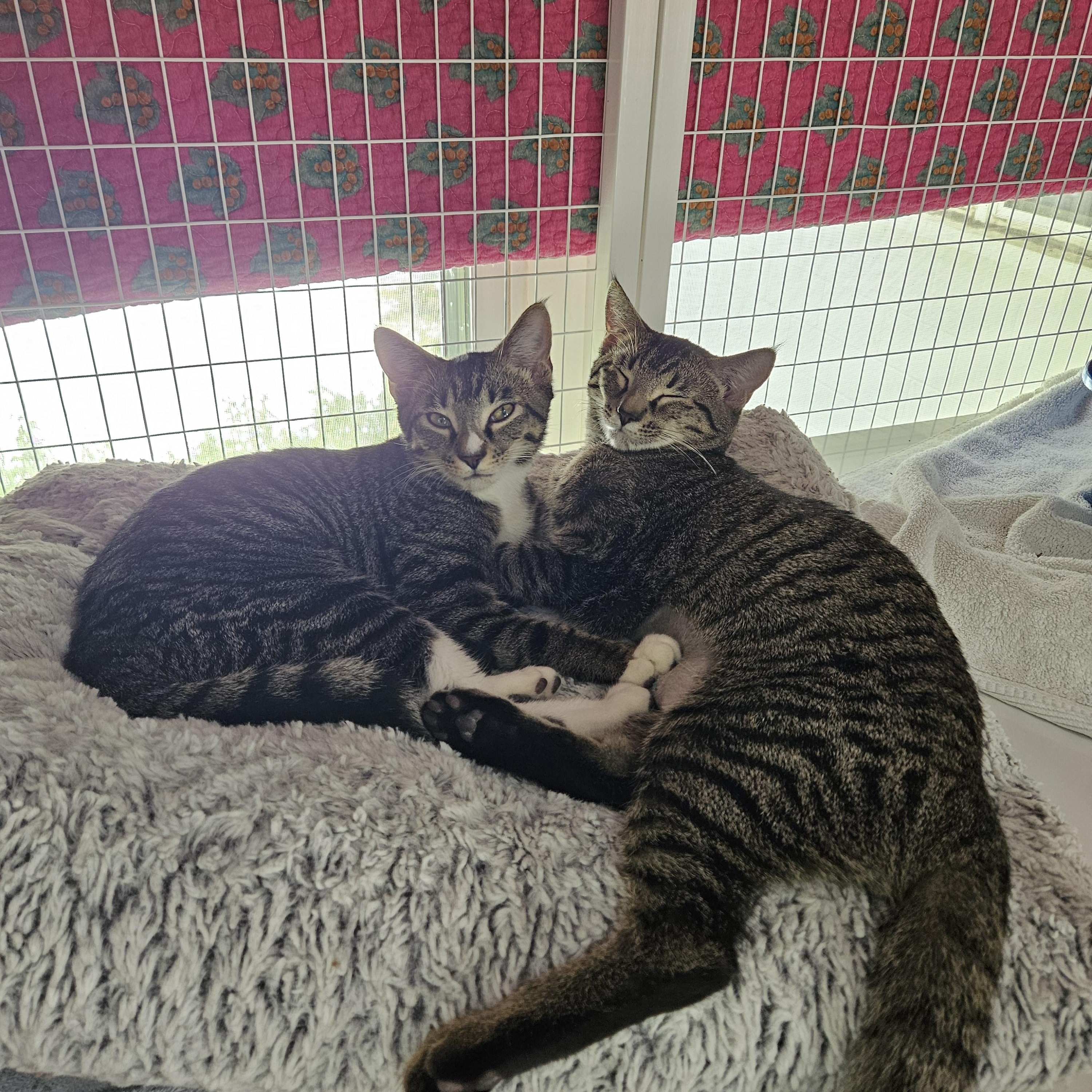 Irina and Roderika, a ADOPTABLE Domestic Short Hair in Melbourne, FL image 1/3
