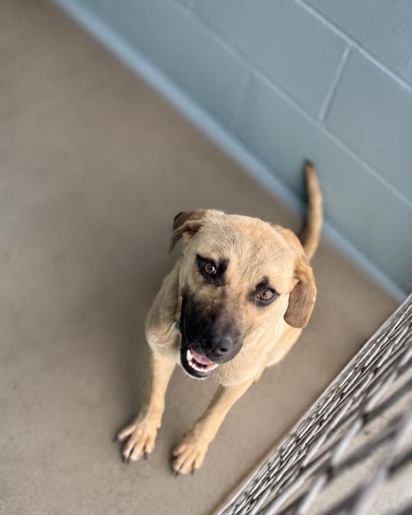 Enlarge Billy, a Adoptable mixed breed in Lafayette, LA image 1/1