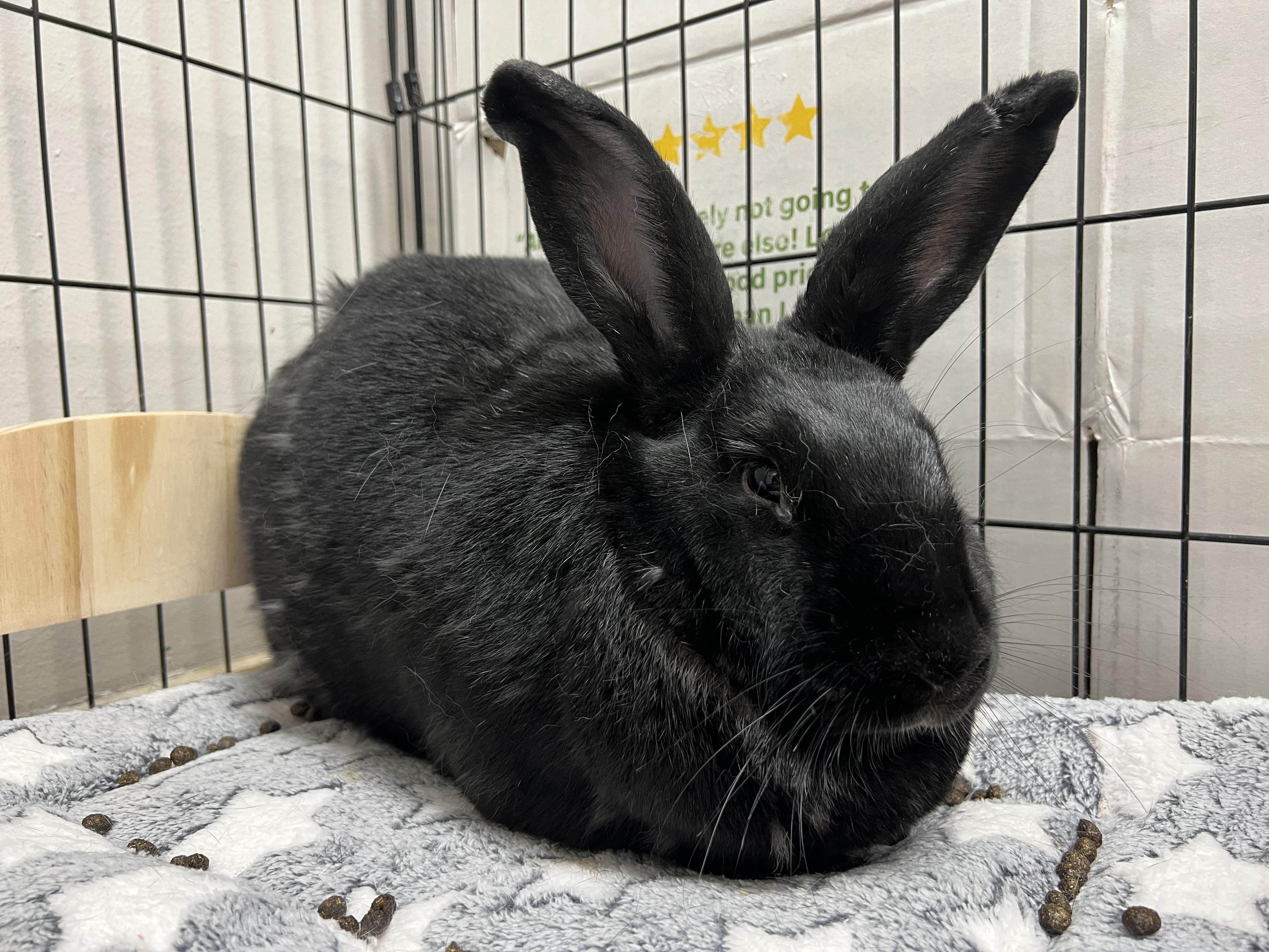 Penne, Adoptable, Adult Female Flemish Giant.