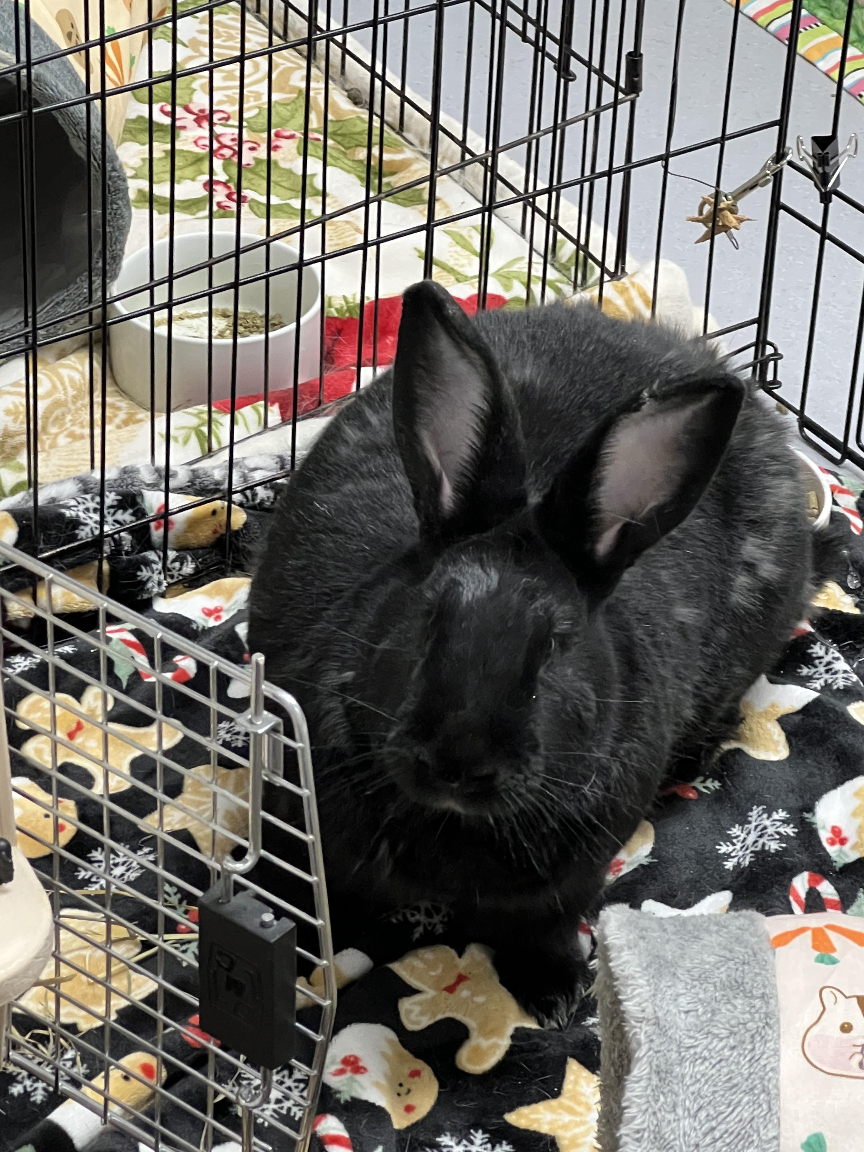 Enlarge Penne, a Adoptable mixed breed in Medford, NY image 3/4